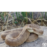 گونه مار افعی لطیفی Latifi’s Viper